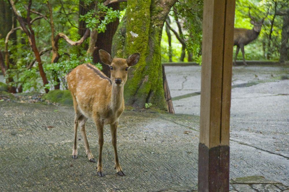 Hotel Tsukihitei Nara Zewnętrze zdjęcie